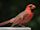 Cardinal (bird)