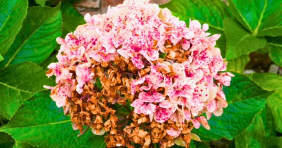 Neglected hydrangeas will ‘come back healthy’ if gardeners do 5 second task