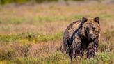 Grizzly found, killed in the Bighorns