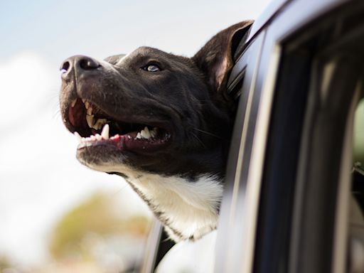 Viajar com animais de carro, comboio ou avião: é assim que devem ser transportados