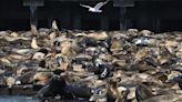 1K Sea Lions Plop Themselves Along SF's Pier 39