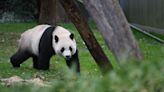 Xi Jinping hints China could send new pandas to US as ‘envoys of friendship’