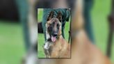 Woodstock police mourn loss of retired K9 Debo