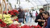 Listo el Festival de Flores de Nochebuena en Paseo de la Reforma