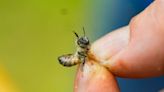 Nearly half of US honeybee colonies died last year. Struggling beekeepers stabilize population