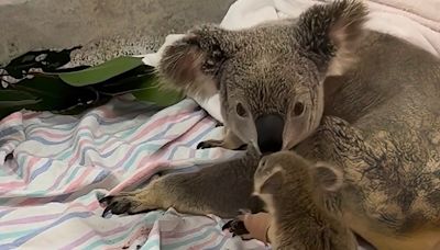 Baby koala, attacked by dog, reunites with mom in sweet video