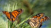 Beloved monarch butterflies now listed as endangered