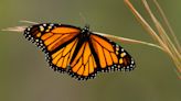 Want to help Monarch butterflies in the Upstate? Here's how to create a habitat for free