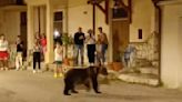 Outrage as mother of biscuit-stealing bear cub shot dead in Italy