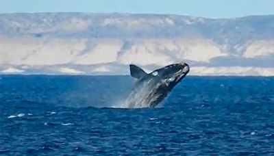 Puerto Madryn: le avisaron que había ballenas, corrió a la playa y filmó esta maravilla de la Patagonia