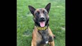 Update: Missing Madera deputy K-9 is found. Odin went missing Sunday morning
