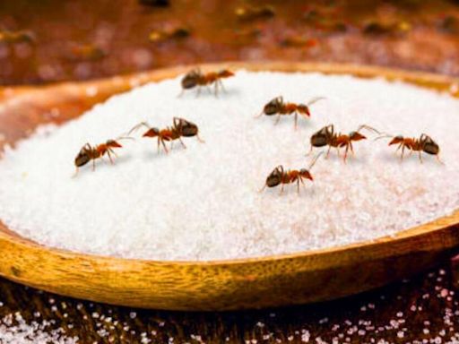 Keep ants out of your home for good using effective 3-ingredient solution