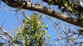 Gardening for You: Mistletoe is a menace