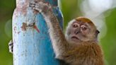 Georgia residents are fighting efforts to build a massive monkey-breeding facility in their city