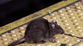 NYC's new rat-killing weapon is wildly successful — for now