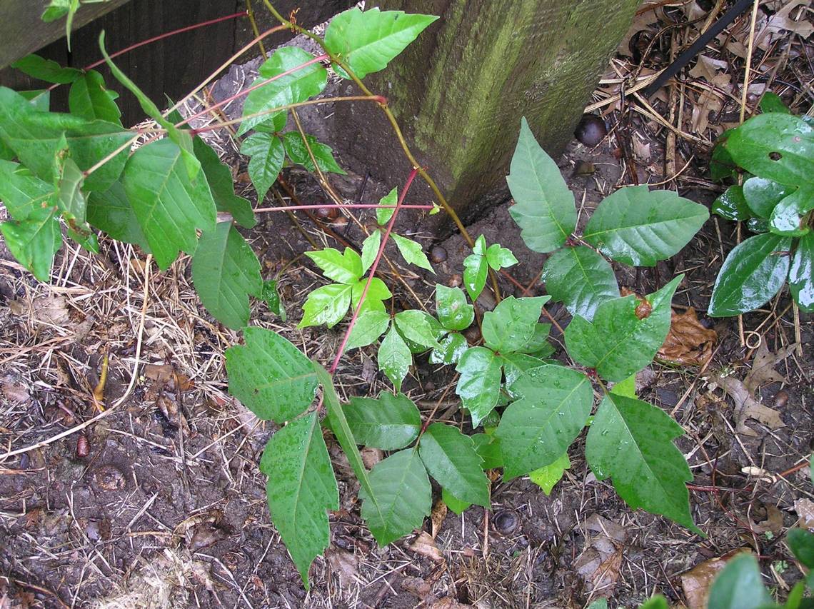 Leaves of three but can’t let them be? Here’s how to tackle your thriving poison ivy
