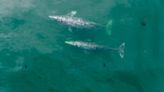 Pacific coast grey whales grow 13% shorter