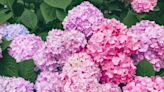 How to plant hydrangeas and adjust their bloom colour with household item