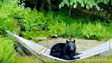 Young bear spotted relaxing on hammock in Vermont yard