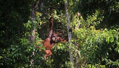 Indonesian company defies order, still clearing peatlands in orangutan habitat