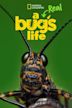 A Real Bug's Life