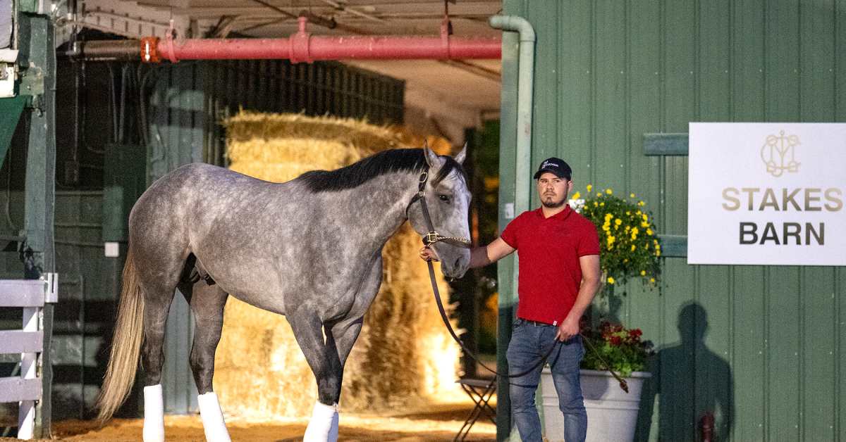 Seize The Grey 'Recovered Remarkably Well,' Confirmed For Belmont Stakes