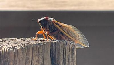 GALLERY: Brood XIX cicadas emerge in Middle TN