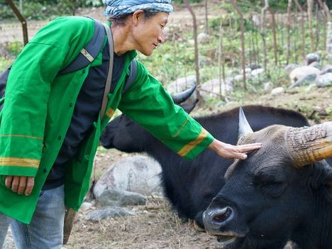 The indigenous community protecting Himalayan sacred cattle in India