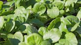 Grow With KARE: Minimizing weeds in your veggie garden