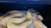 16-foot python that roamed Texas neighborhood for months rescued, returned to owner