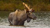 Wednesday is the last day to apply for a moose hunting permit in Maine