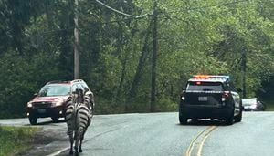 Update: “Z” is a SHE! North Bend zebra still missing after 5 days