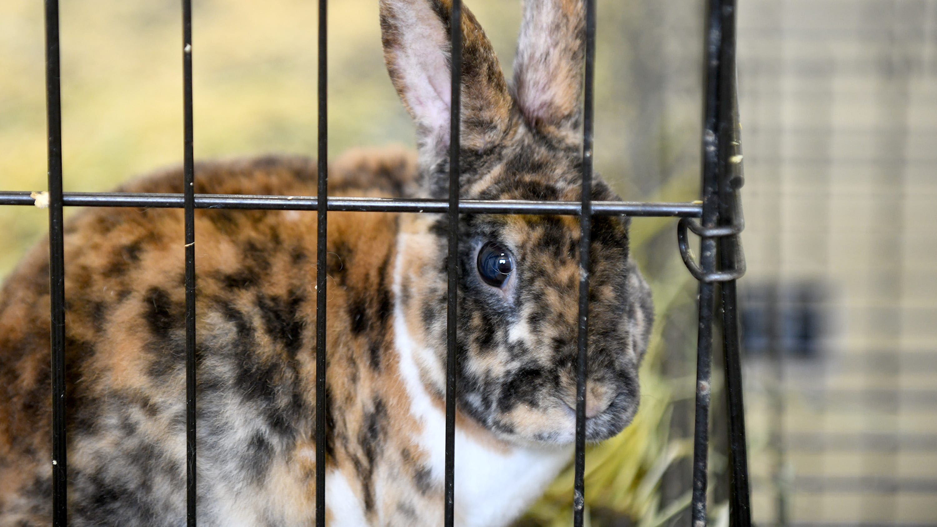 Record number of rabbits removed from Canton home; Stark Humane Society asks for care help