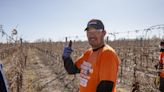 El campeón de la tijera: creció en el desierto, ganó por cuarta vez un concurso y viajará a Francia a mostrar su arte