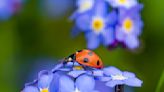 Gardening experts reveal nature's secret weapon to get rid of aphids in your garden