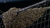 Watch: Pest control ace clears Dodgers-Diamondbacks bee swarm, throws first pitch