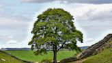 Teenager arrested after iconic tree from ‘Robin Hood’ film is cut down: ‘Heartbreaking and enraging’