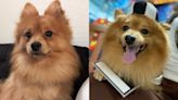 Prince the Pomeranian safely found and reunited with owner in Boynton Beach