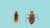 Exactly How to Tell if You’re Dealing With a Cockroach Vs. Water Bug—and What to Do