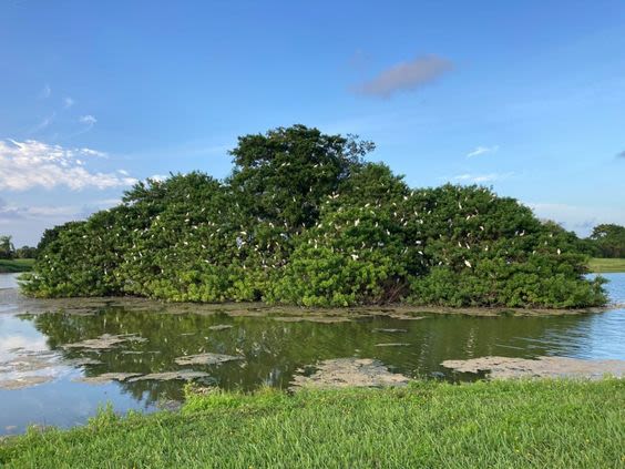 On idled Florida golf courses, nature stages a comeback