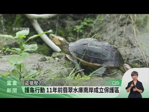 食蛇龜列一級保育類 翡翠水庫設立保護區 | 蕃新聞