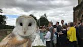 Owls are increasingly swooping in as ring bearers at weddings