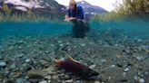 Rivers Exposed by Glacier Retreat Fuel Competition Between Mining Industry and Salmon