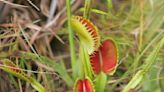 Snap! Venus fly trap fans ask South Carolina to honor plant