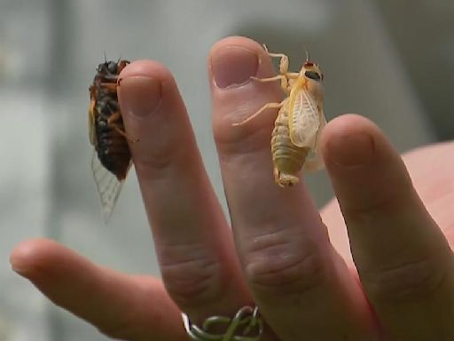 The cicadas in Illinois are here: Five facts to know
