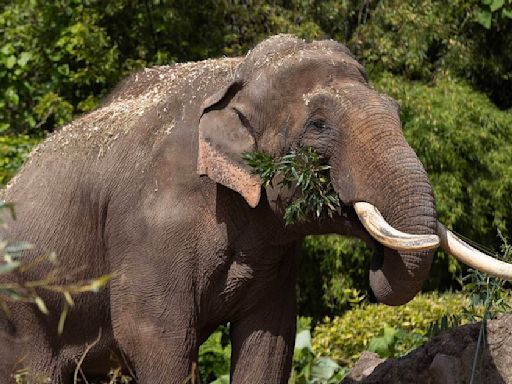 Second elephant dies in days at Dublin Zoo from viral infection