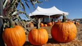 High Desert has a frightfully full calendar of Halloween, fall-themed events