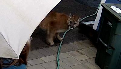 Cougar scares Washington family, chases pets in their backyard: Watch video of encounter