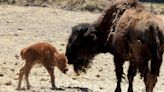 Nació cría de bisonte americano en el zoológico de Chihuahua