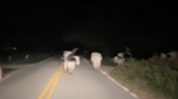 Deputies turn wranglers after SC dairy cows go on a late-night walkabout. Watch the video